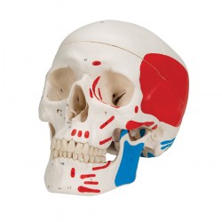 A23_05_1200_1200_Модель-черепа-человека-раскрашенная-3-части-3B-Smart-Anatomy