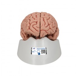C18_01_1200_1200_Классическая-модель-мозга-5-частей-3B-Smart-Anatomy