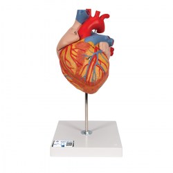 G12_01_1200_1200_Модель-сердца-2-кратное-увеличение-4-части-3B-Smart-Anatomy