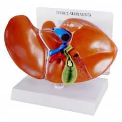 3300-Liver-scaled6