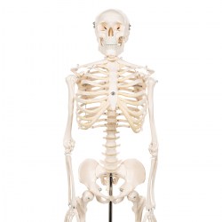 A18_05_1200_1200_Модель-мини-скелета-Shorty-на-подставке-3B-Smart-Anatomy