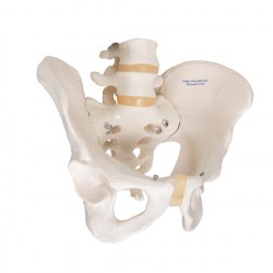 A60_02_1200_1200_Модель-скелета-мужского-таза-3B-Smart-Anatomy