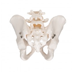 A60_04_1200_1200_Модель-скелета-мужского-таза-3B-Smart-Anatomy