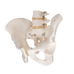 A60_05_1200_1200_Модель-скелета-мужского-таза-3B-Smart-Anatomy