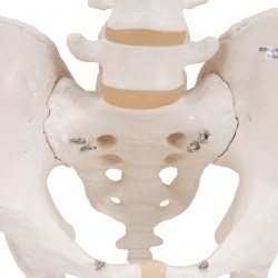 A60_06_1200_1200_Модель-скелета-мужского-таза-3B-Smart-Anatomy