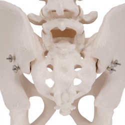A60_07_1200_1200_Модель-скелета-мужского-таза-3B-Smart-Anatomy
