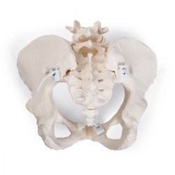 A61-1_02_1200_1200_Гибкий-женский-таз-3B-Smart-Anatomy