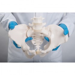 A61-1_03_1200_1200_Гибкий-женский-таз-3B-Smart-Anatomy