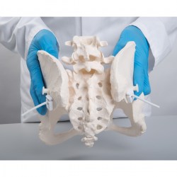 A61-1_04_1200_1200_Гибкий-женский-таз-3B-Smart-Anatomy