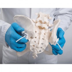 A61-1_05_1200_1200_Гибкий-женский-таз-3B-Smart-Anatomy