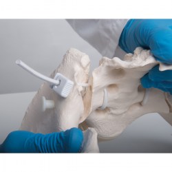 A61-1_07_1200_1200_Гибкий-женский-таз-3B-Smart-Anatomy