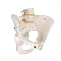 A61_02_1200_1200_Модель-скелета-женского-таза-3B-Smart-Anatomy