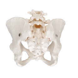 A61_04_1200_1200_Модель-скелета-женского-таза-3B-Smart-Anatomy