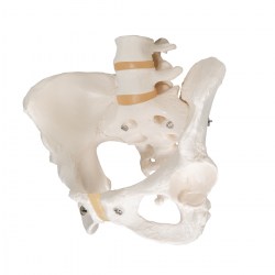 A61_05_1200_1200_Модель-скелета-женского-таза-3B-Smart-Anatomy