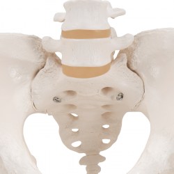 A61_06_1200_1200_Модель-скелета-женского-таза-3B-Smart-Anatomy