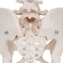 A61_07_1200_1200_Модель-скелета-женского-таза-3B-Smart-Anatomy