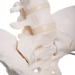 A62-1_02_1200_1200_Гибкий-женский-таз-с-головками-Femur-3B-Smart-Anatomy
