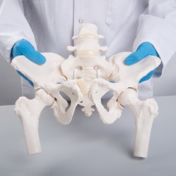 A62-1_03_1200_1200_Гибкий-женский-таз-с-головками-Femur-3B-Smart-Anatomy