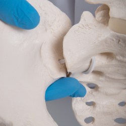 A62-1_04_1200_1200_Гибкий-женский-таз-с-головками-Femur-3B-Smart-Anatomy