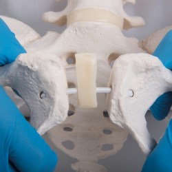 A62-1_05_1200_1200_Гибкий-женский-таз-с-головками-Femur-3B-Smart-Anatomy
