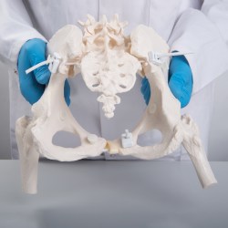 A62-1_06_1200_1200_Гибкий-женский-таз-с-головками-Femur-3B-Smart-Anatomy