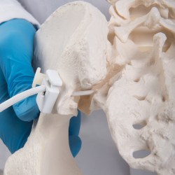 A62-1_07_1200_1200_Гибкий-женский-таз-с-головками-Femur-3B-Smart-Anatomy