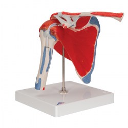 A880_02_1200_1200_Модель-плечевого-сустава-3B-Smart-Anatomy