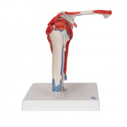 A880_03_1200_1200_Модель-плечевого-сустава-3B-Smart-Anatomy