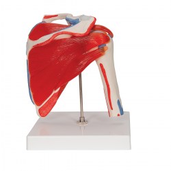 A880_04_1200_1200_Модель-плечевого-сустава-3B-Smart-Anatomy