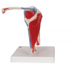 A880_05_1200_1200_Модель-плечевого-сустава-3B-Smart-Anatomy