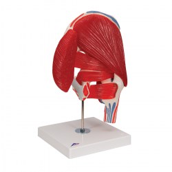 A881_02_1200_1200_Модель-тазобедренного-сустава-7-частей-3B-Smart-Anatomy
