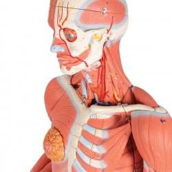 B50_04_1200_1200_Фигура-с-мышцами-двуполая-45-частей-3B-Smart-Anatomy