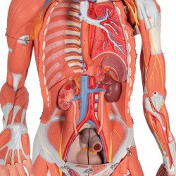 B50_05_1200_1200_Фигура-с-мышцами-двуполая-45-частей-3B-Smart-Anatomy