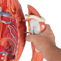 B50_06_1200_1200_Фигура-с-мышцами-двуполая-45-частей-3B-Smart-Anatomy