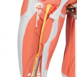 B51_07_1200_1200_Фигура-с-мышцами-женская-23-части-3B-Smart-Anatomy