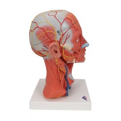 C05_02_1200_1200_Модель-мускулатуры-головы-и-шеи-5-частей-3B-Smart-Anatomy