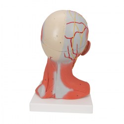 C05_03_1200_1200_Модель-мускулатуры-головы-и-шеи-5-частей-3B-Smart-Anatomy
