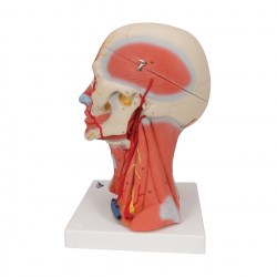 C05_04_1200_1200_Модель-мускулатуры-головы-и-шеи-5-частей-3B-Smart-Anatomy