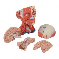 C05_05_1200_1200_Модель-мускулатуры-головы-и-шеи-5-частей-3B-Smart-Anatomy