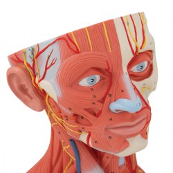 C05_06_1200_1200_Модель-мускулатуры-головы-и-шеи-5-частей-3B-Smart-Anatomy