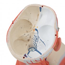 C05_07_1200_1200_Модель-мускулатуры-головы-и-шеи-5-частей-3B-Smart-Anatomy