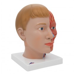 C07_02_1200_1200_Модель-головы-и-шеи-4-части-3B-Smart-Anatomy