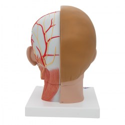 C07_03_1200_1200_Модель-головы-и-шеи-4-части-3B-Smart-Anatomy