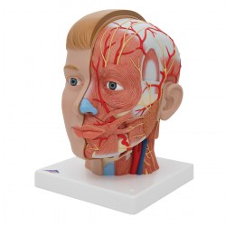 C07_04_1200_1200_Модель-головы-и-шеи-4-части-3B-Smart-Anatomy