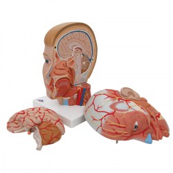 C07_05_1200_1200_Модель-головы-и-шеи-4-части-3B-Smart-Anatomy
