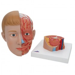 C07_06_1200_1200_Модель-головы-и-шеи-4-части-3B-Smart-Anatomy