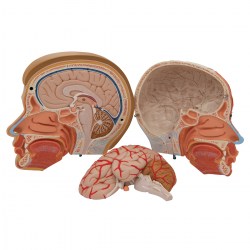 C07_07_1200_1200_Модель-головы-и-шеи-4-части-3B-Smart-Anatomy