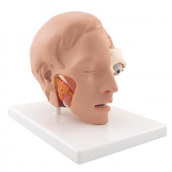 C09-1_02_1200_1200_Модель-головы-6-частей-3B-Smart-Anatomy