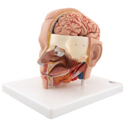 C09-1_03_1200_1200_Модель-головы-6-частей-3B-Smart-Anatomy
