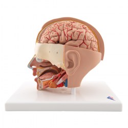 C09-1_04_1200_1200_Модель-головы-6-частей-3B-Smart-Anatomy